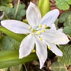 Scilla mischtschenkoana