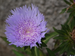 Asteraceae