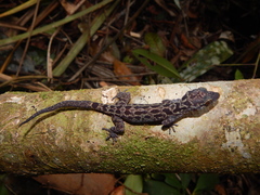 Cyrtodactylus majulah