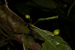 Amphirrhox longifolia