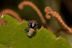 Maratus amabilis