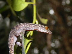 Cyrtodactylus majulah