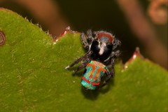 Maratus amabilis
