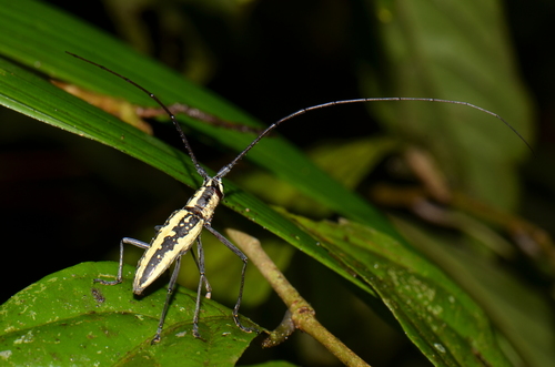 Neoptychodes candidus