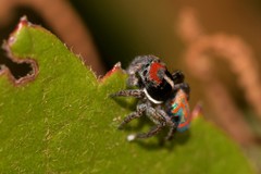 Maratus amabilis