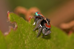 Maratus amabilis