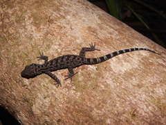Cyrtodactylus majulah