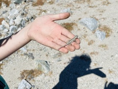 Sceloporus grandaevus