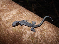 Cyrtodactylus majulah