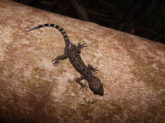 Cyrtodactylus majulah