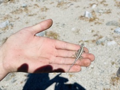 Sceloporus grandaevus