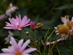 Asteraceae