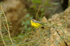 Myioborus brunniceps