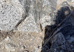 Sceloporus grandaevus