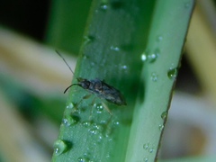 Liorhyssus