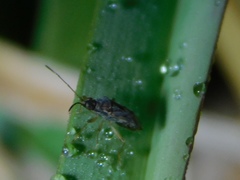 Liorhyssus