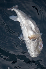 Lagocephalus lunaris