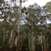 Eucalyptus viminalis viminalis - Photo (c) Wayne Martin, osa oikeuksista pidätetään (CC BY-NC), uploaded by Wayne Martin