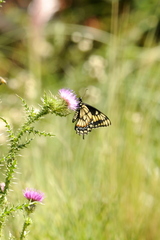Papilio hellanichus