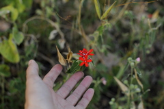 Oxypetalum coccineum