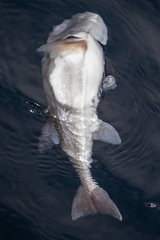 Lagocephalus lunaris