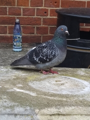 Columba livia domestica