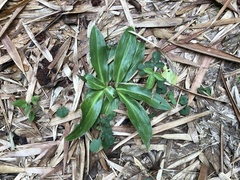 Sacoila lanceolata