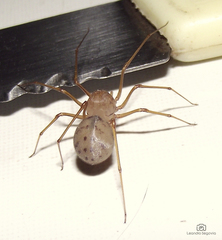 Scytodes univittata