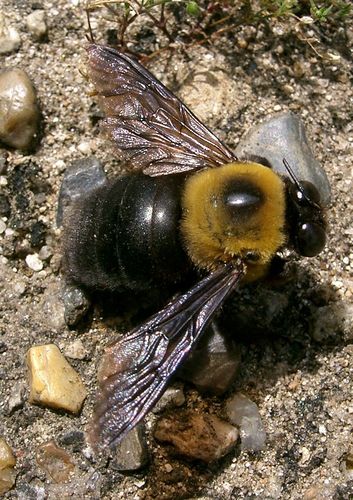 Appendiculate Carpenter Bee photo 3