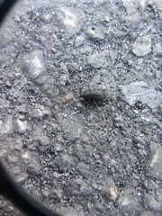 Coleoptera