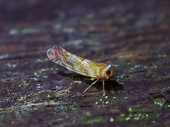 Kamendaka