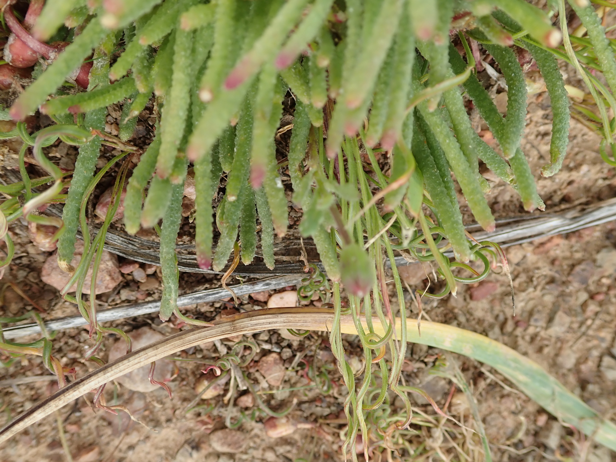 Sphalmanthus longitubus L. Bolus 2
