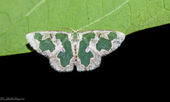 Oospila leucothalera