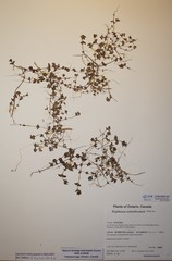 Euphrasia suborbicularis