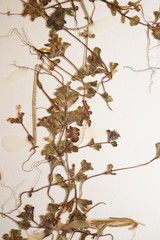 Euphrasia suborbicularis