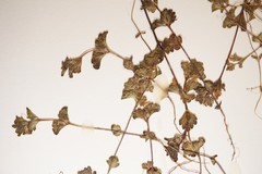 Euphrasia suborbicularis