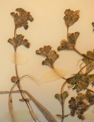 Euphrasia suborbicularis