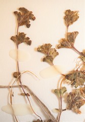 Euphrasia suborbicularis