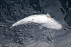 Lagocephalus lunaris