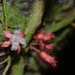 Miconia neoepiphyitca - Photo (c) Andreas Berger, some rights reserved (CC BY-NC), uploaded by Andreas Berger