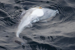 Lagocephalus lunaris