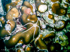 Ophioderma rubicunda