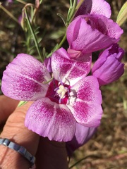 Clarkia cylindrica