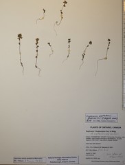 Euphrasia wettsteinii