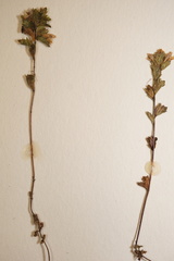 Euphrasia wettsteinii