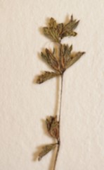 Euphrasia wettsteinii