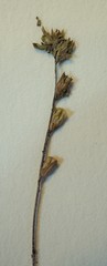 Euphrasia wettsteinii