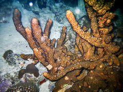 Bergia puertoricense