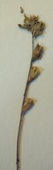 Euphrasia wettsteinii