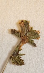 Euphrasia wettsteinii